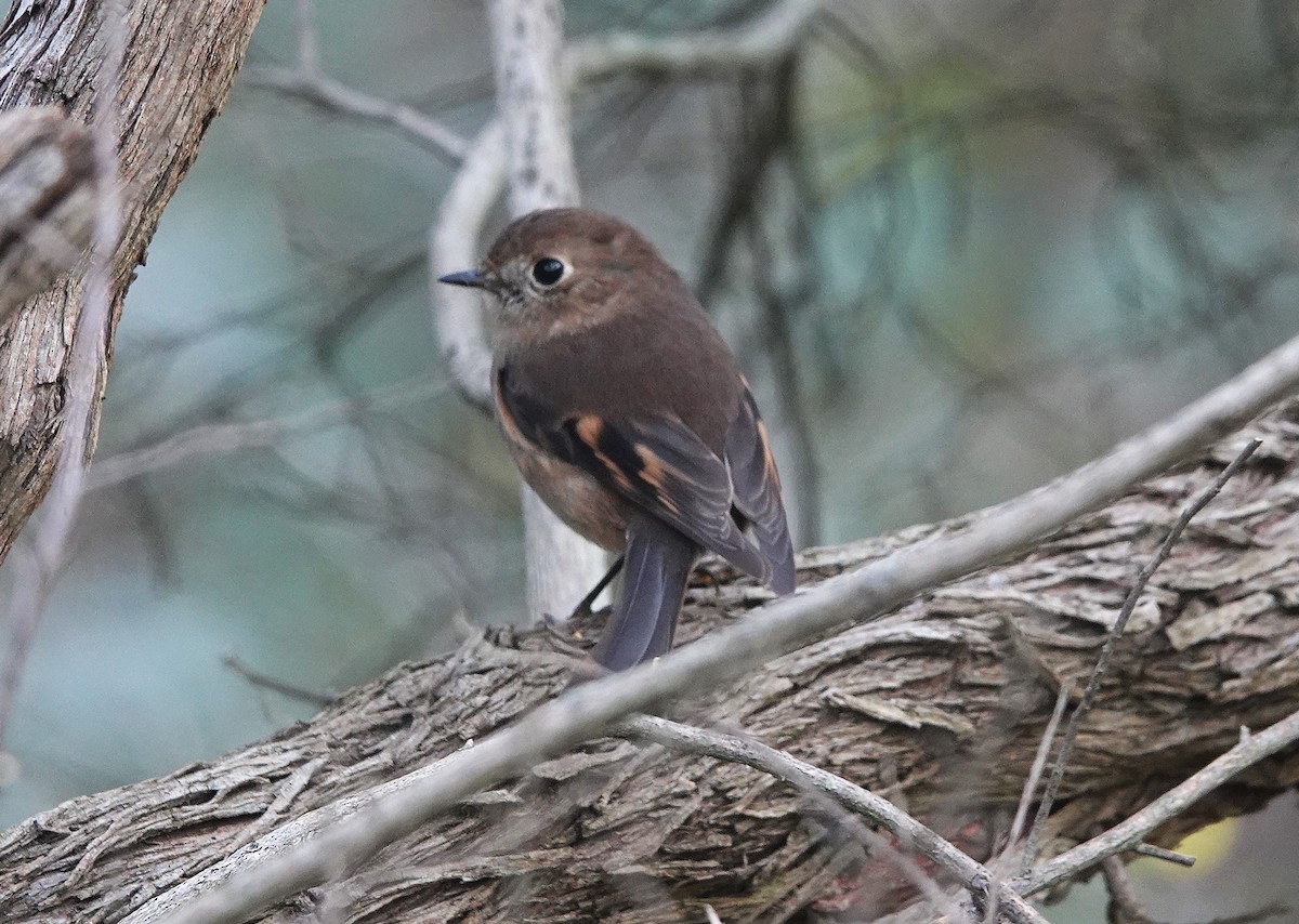 Pink Robin - ML641485968