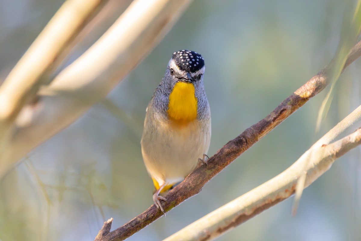 Spotted Pardalote - ML641486032