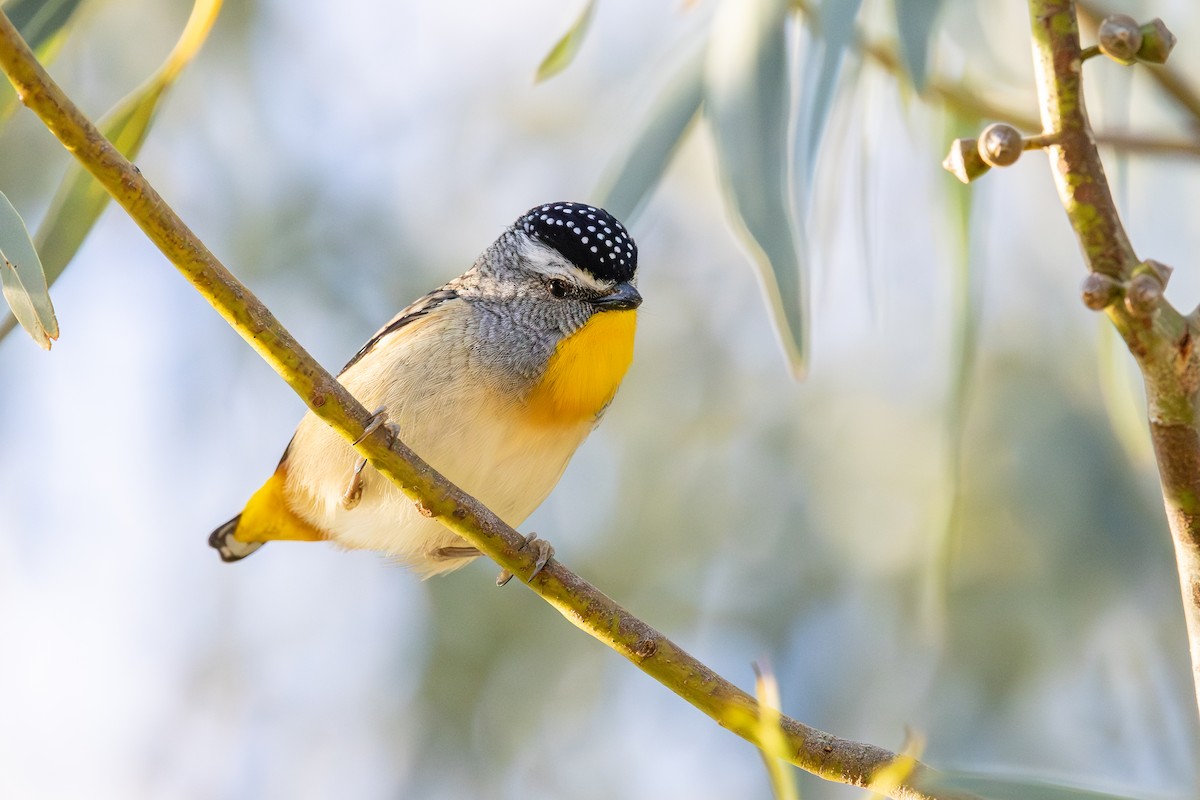 Spotted Pardalote - ML641486033