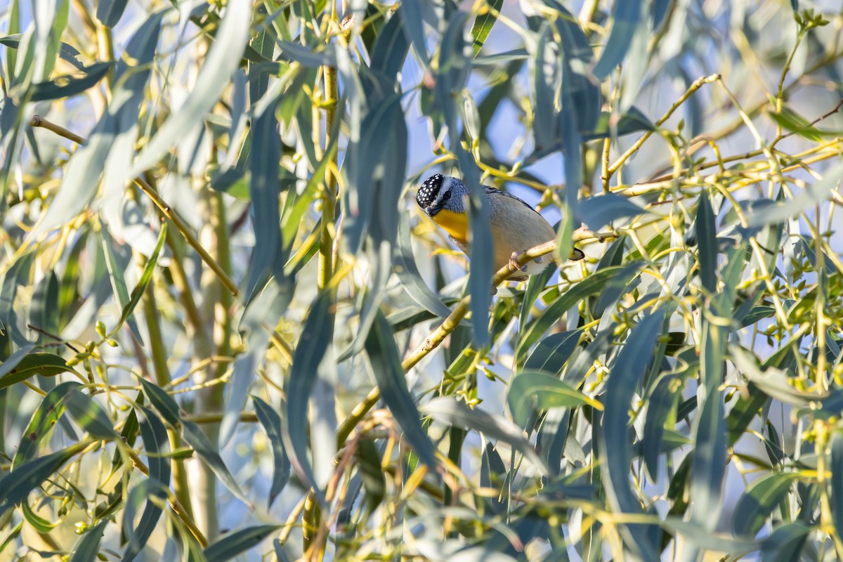 Spotted Pardalote - ML641486034
