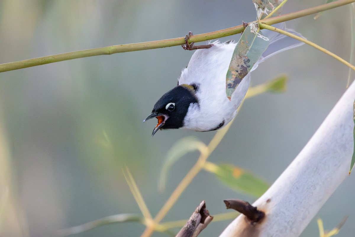 Black-headed Honeyeater - ML641486040
