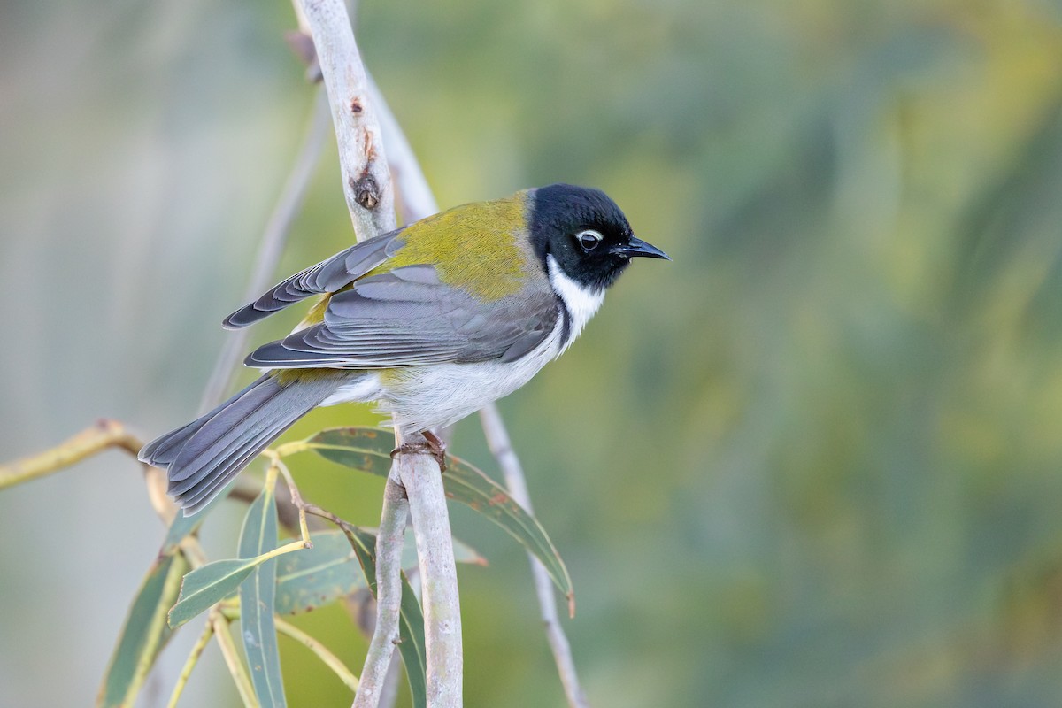 Black-headed Honeyeater - ML641486041