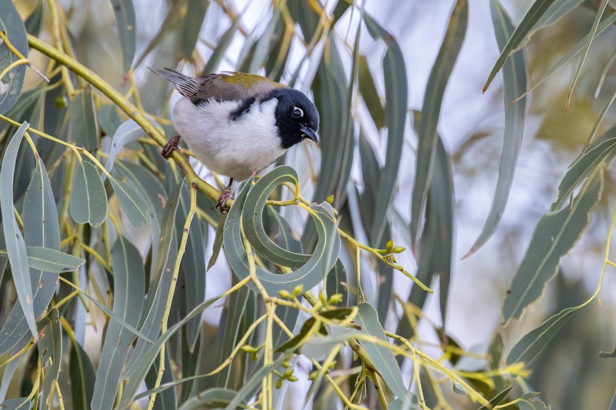 Black-headed Honeyeater - ML641486042