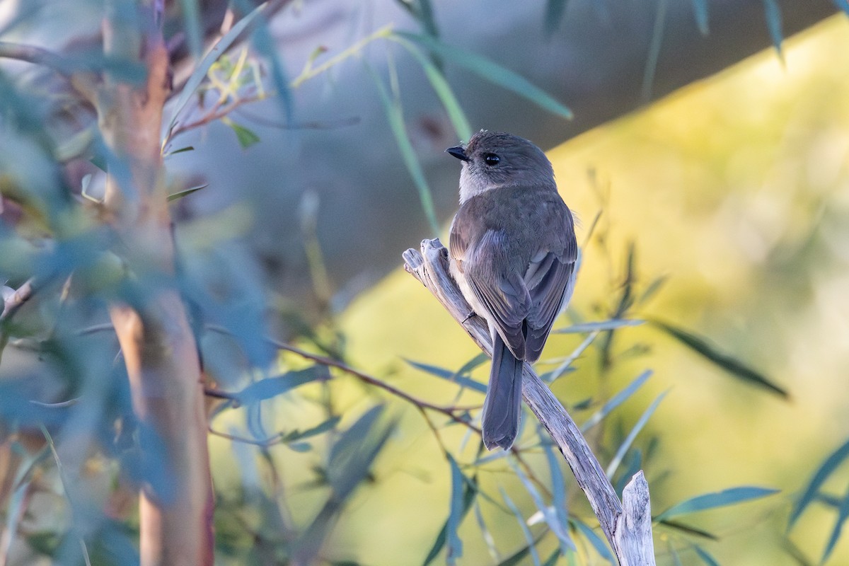 Golden Whistler - ML641486046