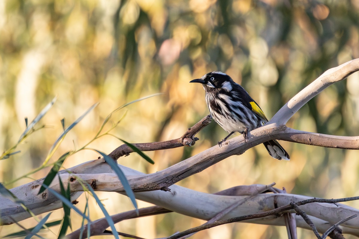 New Holland Honeyeater - ML641486052