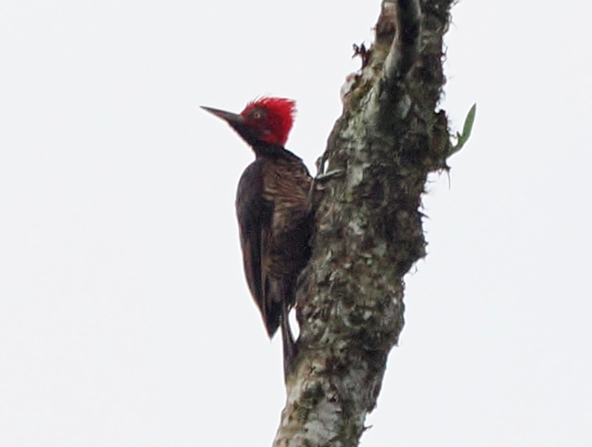 Guayaquil Woodpecker - ML641486072