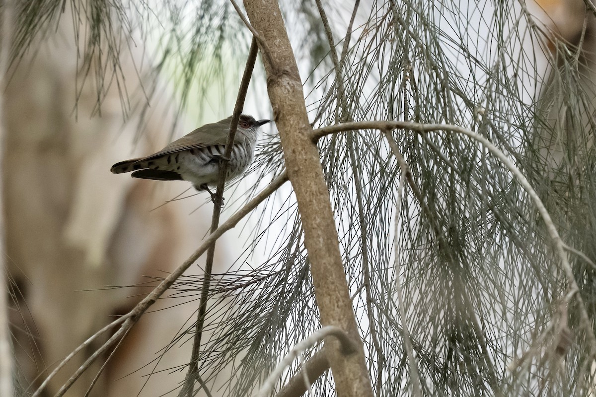 Little Bronze-Cuckoo - ML641486112