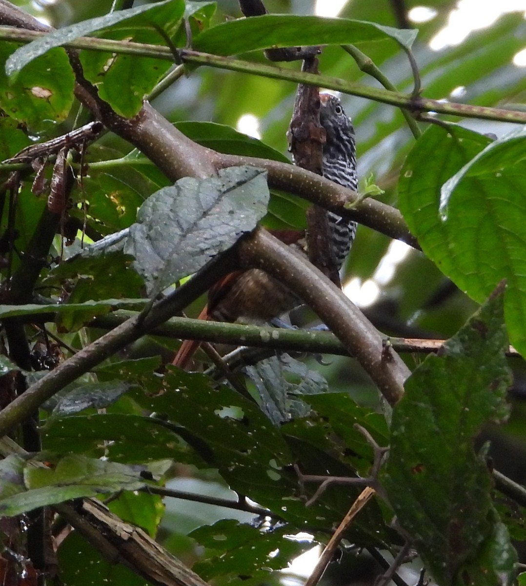 Lined Antshrike - ML641486206