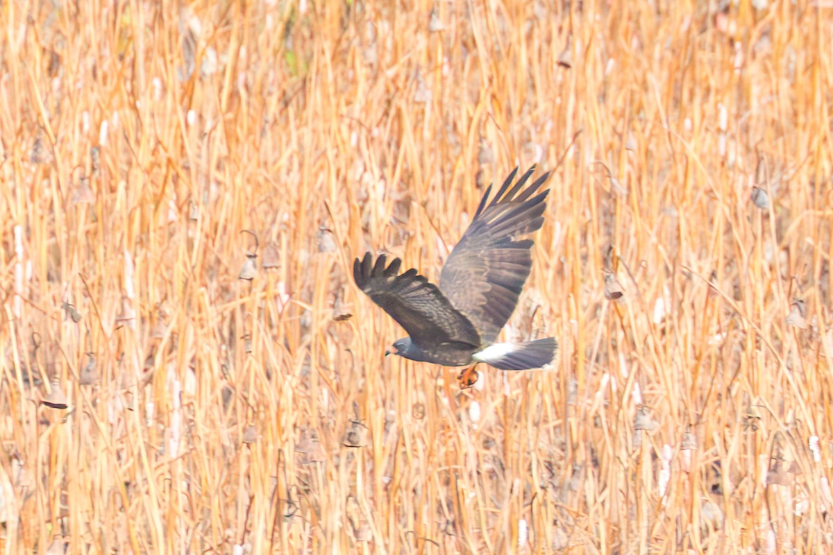 Snail Kite - ML641486227