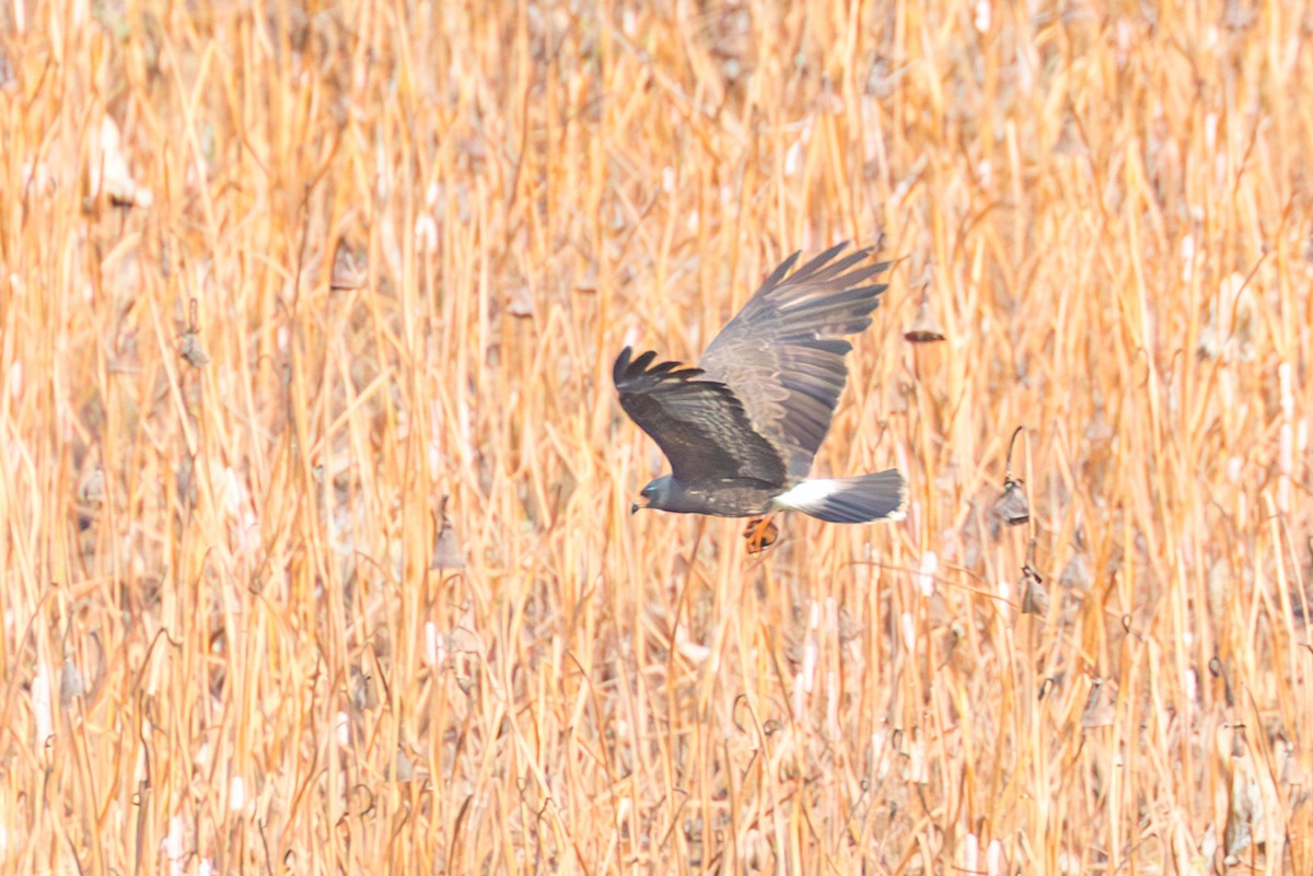 Snail Kite - ML641486228