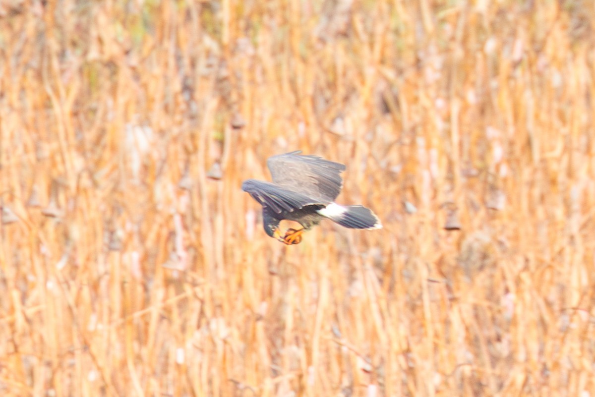 Snail Kite - ML641486229