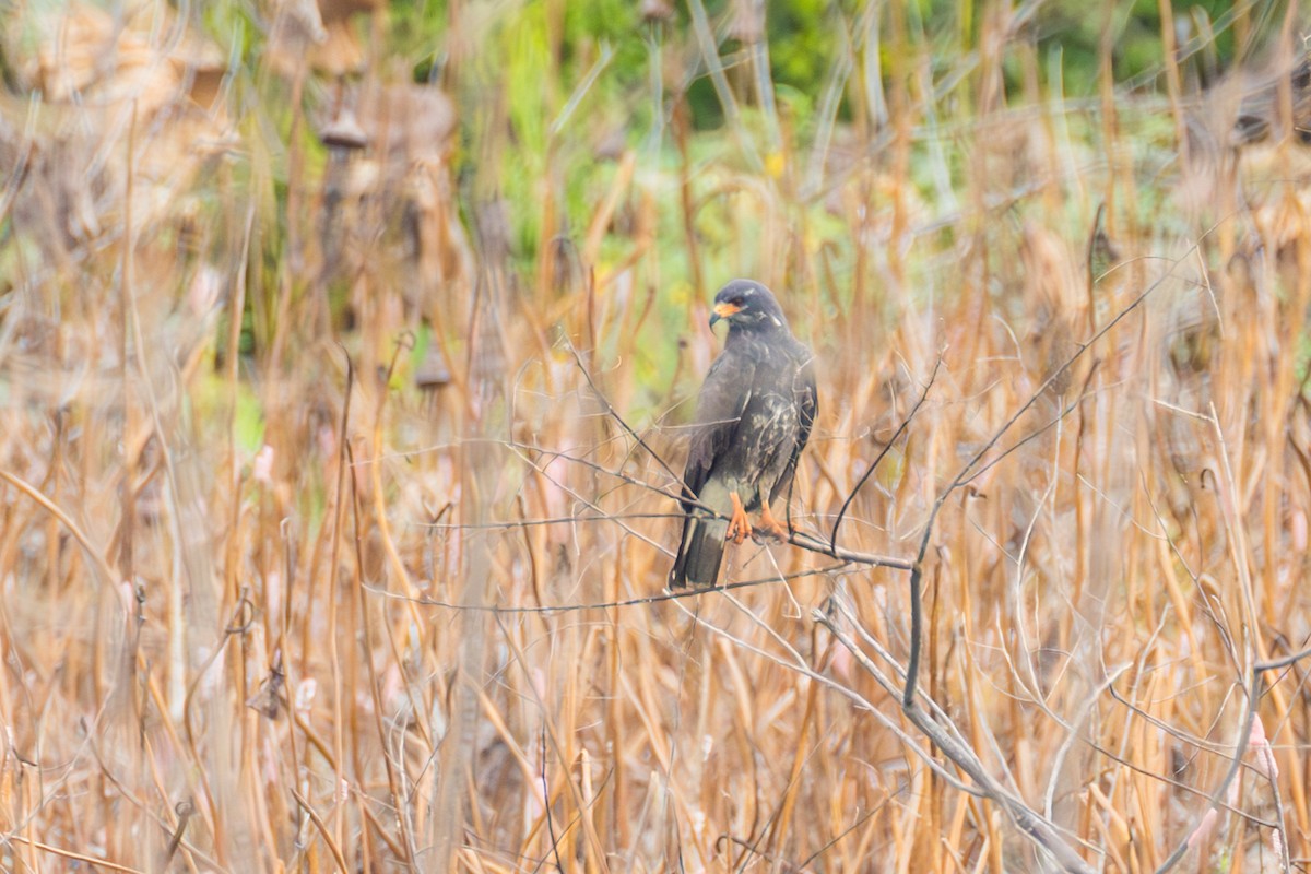 Snail Kite - ML641486230