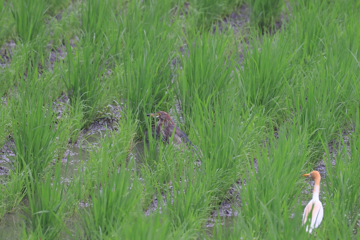 Chinese Pond-Heron - ML641486259