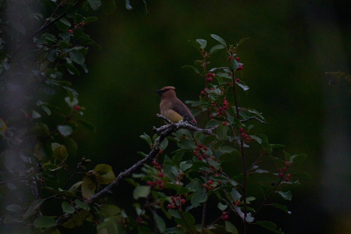 Cedar Waxwing - ML641486300