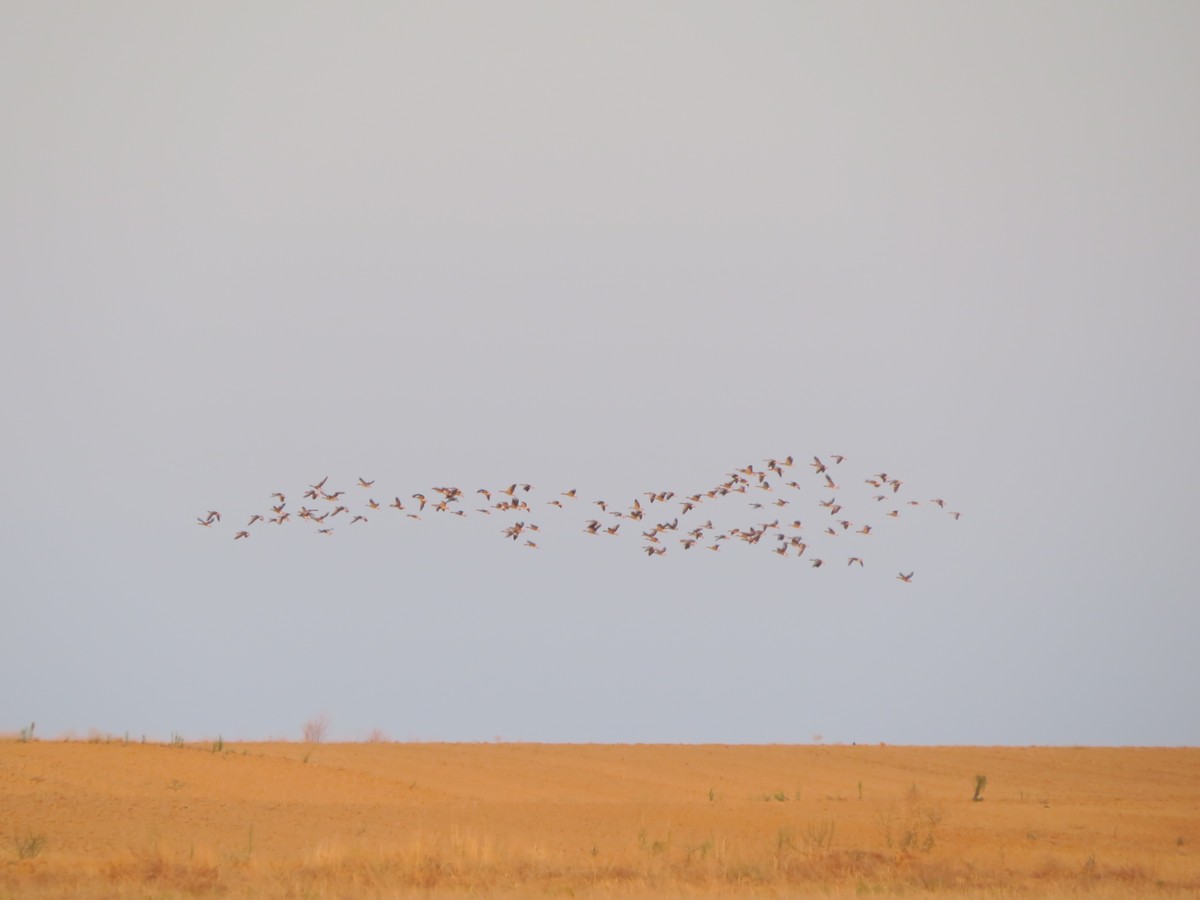 灰雁 - ML641486322