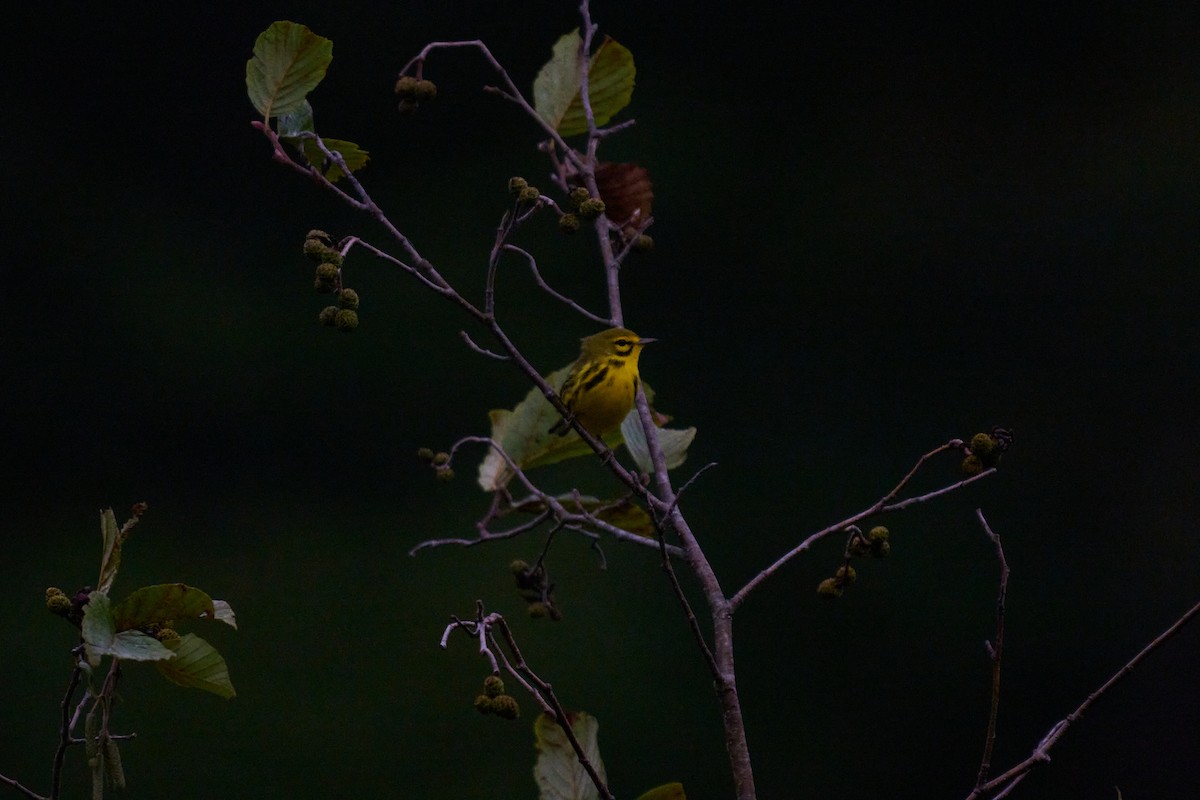 Prairie Warbler - ML641486326