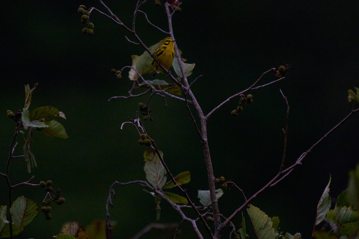 Prairie Warbler - ML641486327