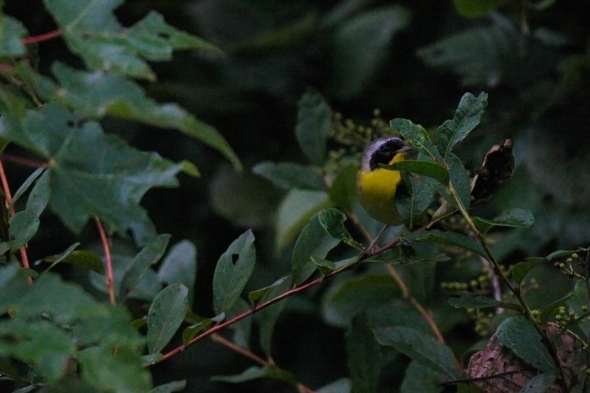 Common Yellowthroat - ML641486331