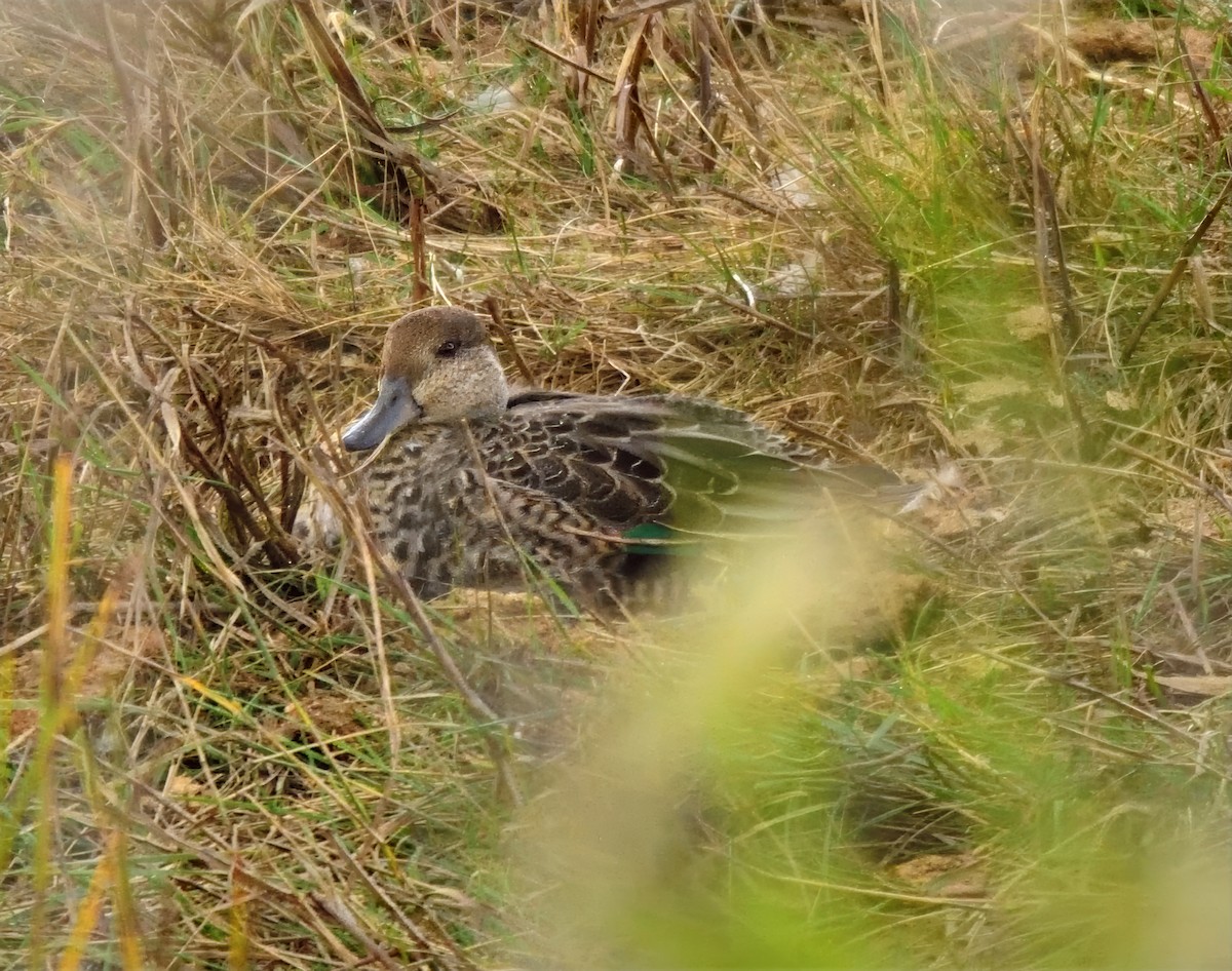 čírka obecná (ssp. crecca) - ML641486383