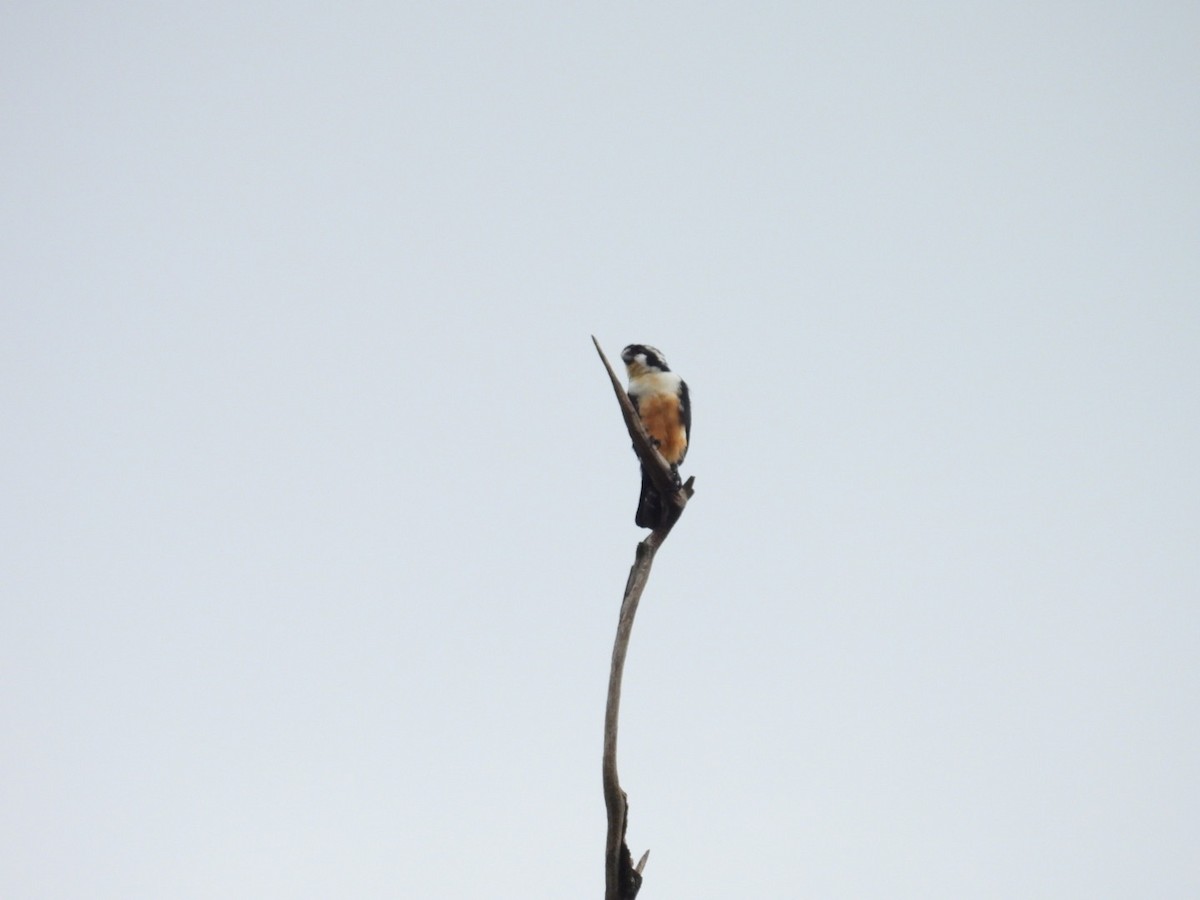 sokolík rezavobřichý - ML641486420