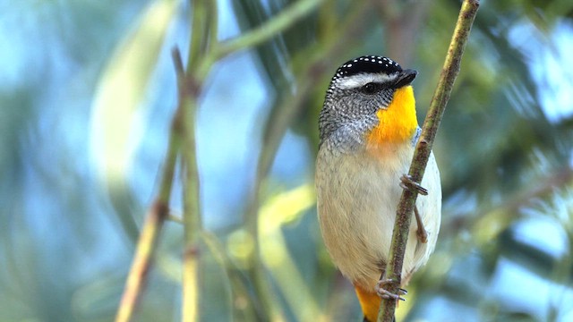 Spotted Pardalote - ML641486453
