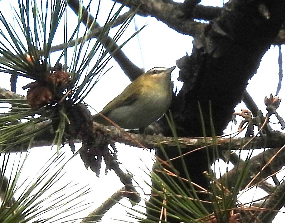 Red-eyed Vireo - ML641486473