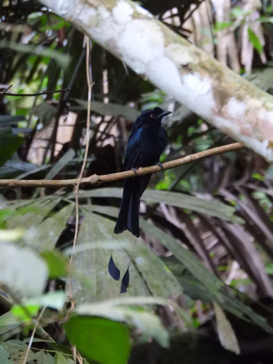 drongo vlajkový - ML641486475