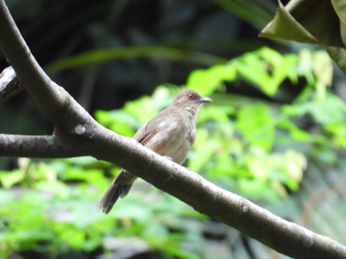 Red-eyed Bulbul - ML641486482