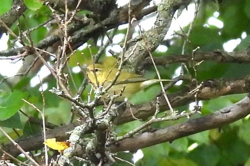 Tennessee Warbler - ML641486483