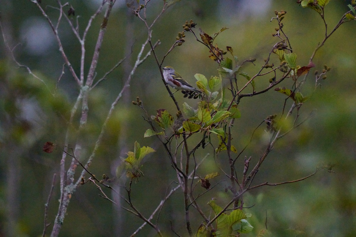 Chestnut-sided Warbler - ML641486489