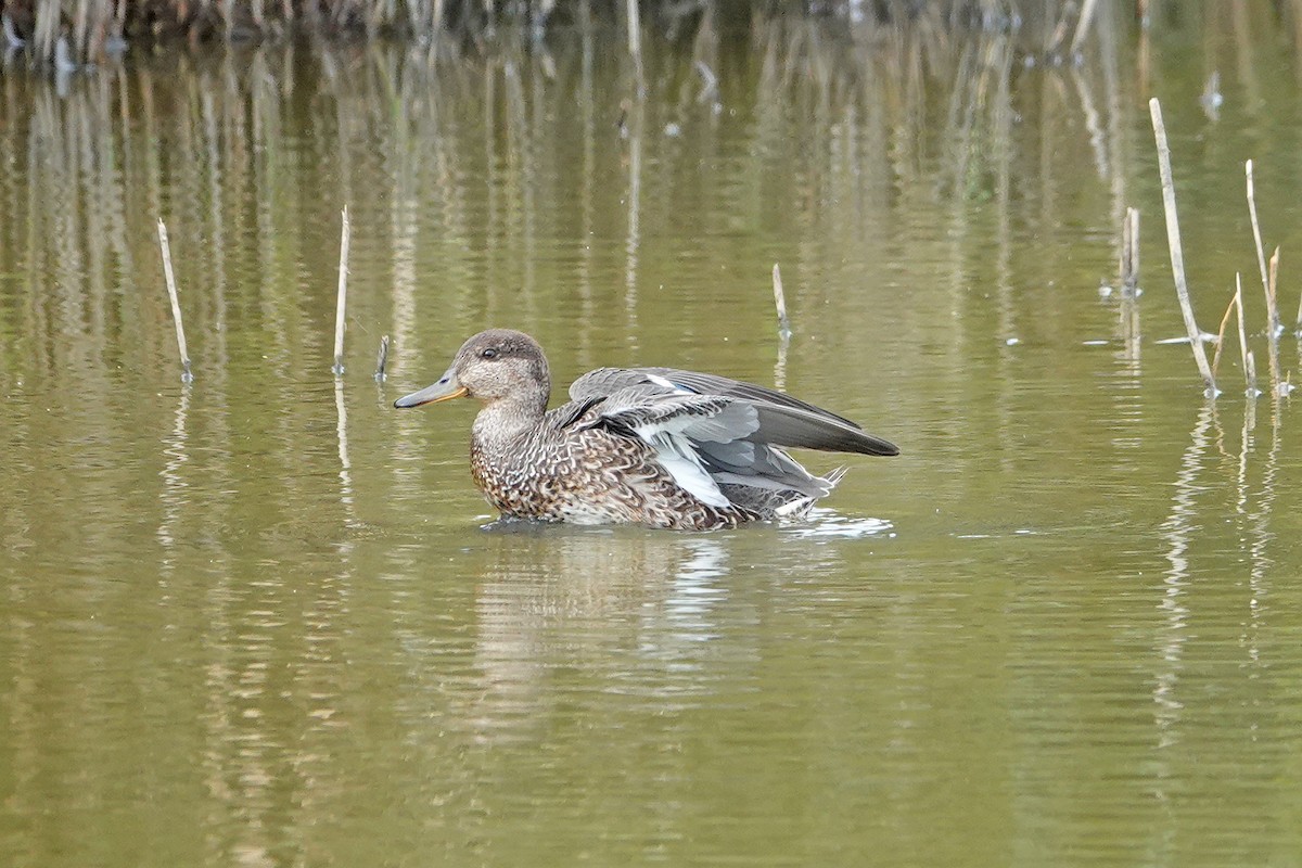 čírka obecná (ssp. crecca) - ML641486526