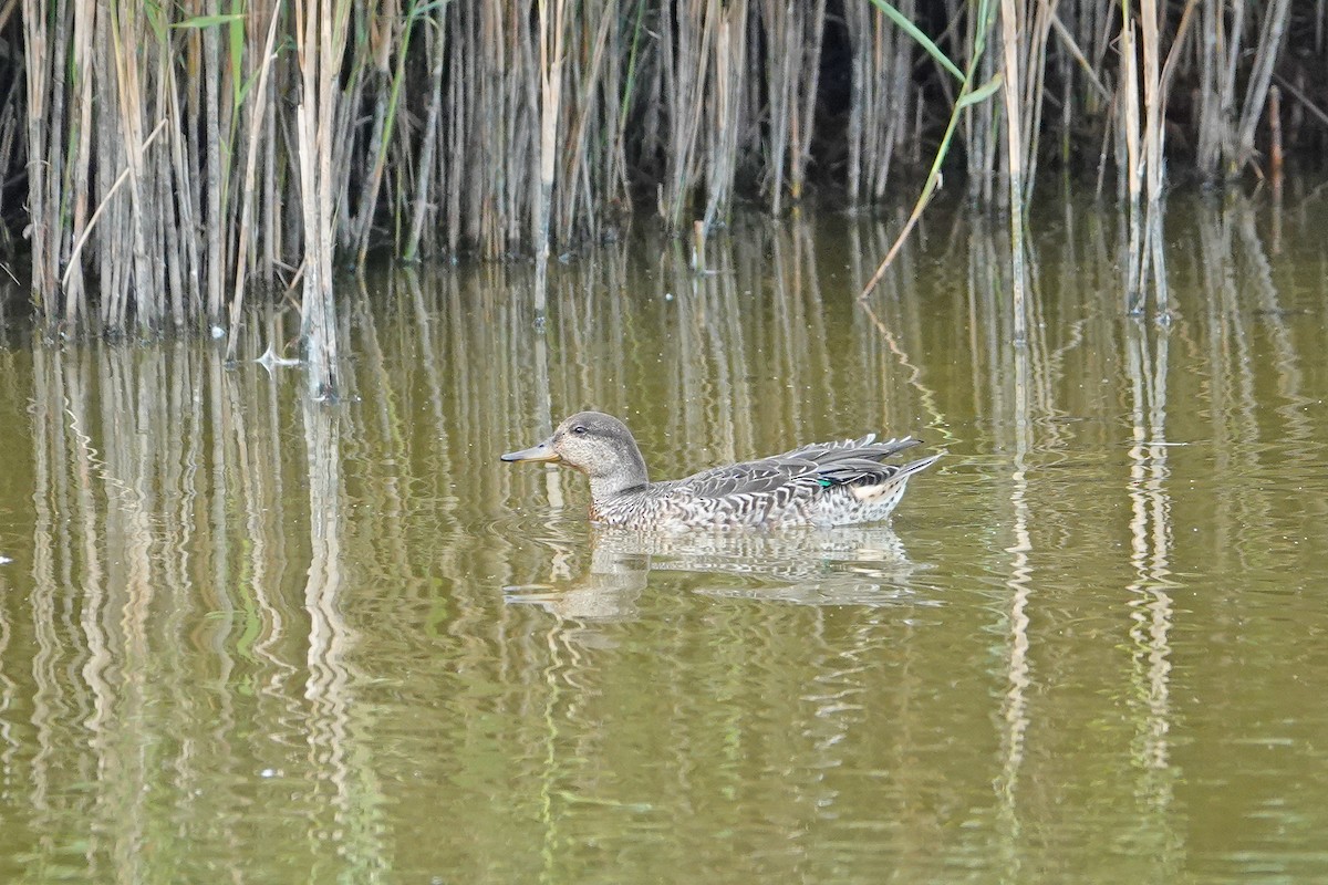 čírka obecná (ssp. crecca) - ML641486527