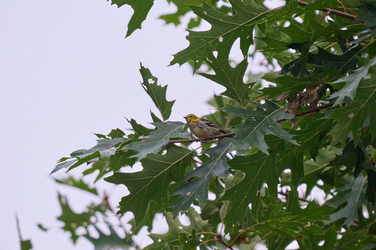 Black-throated Green Warbler - ML641486533