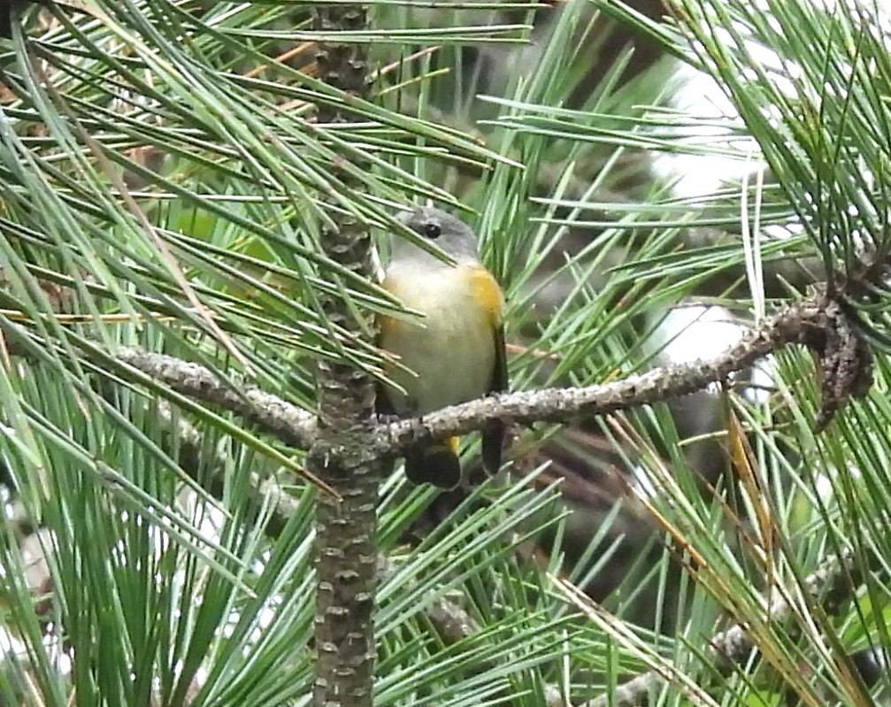 American Redstart - ML641486554