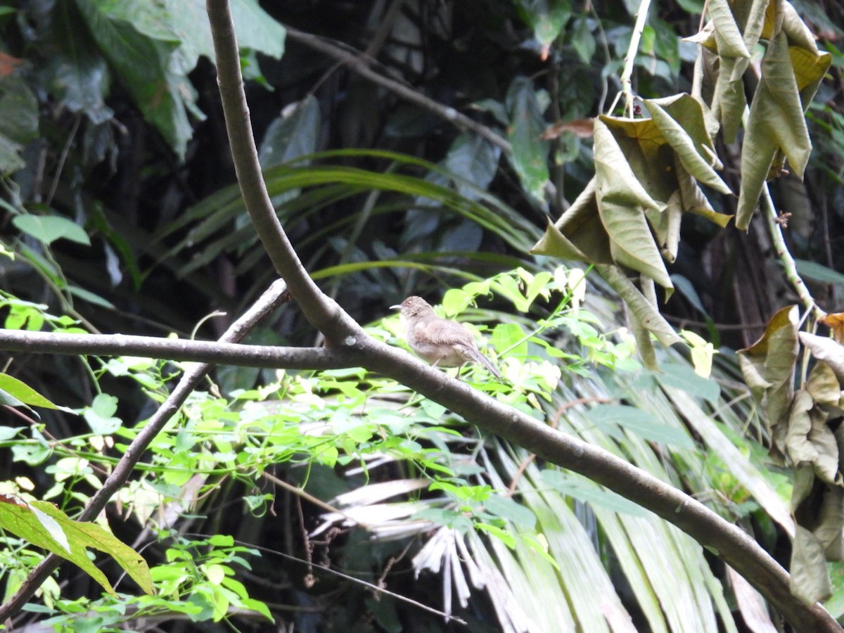 Red-eyed Bulbul - ML641486589