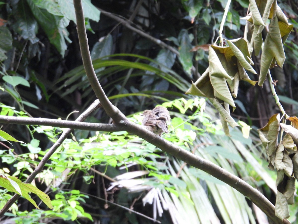 Red-eyed Bulbul - ML641486590