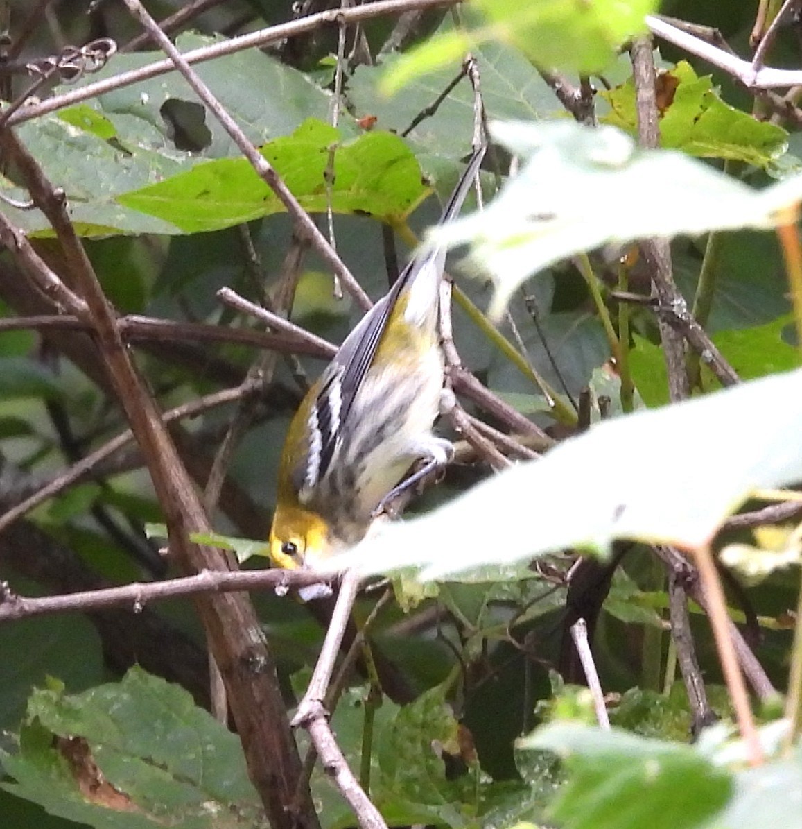 Black-throated Green Warbler - ML641486599