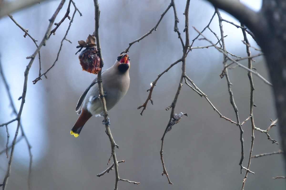 Bohemian Waxwing - ML641486603