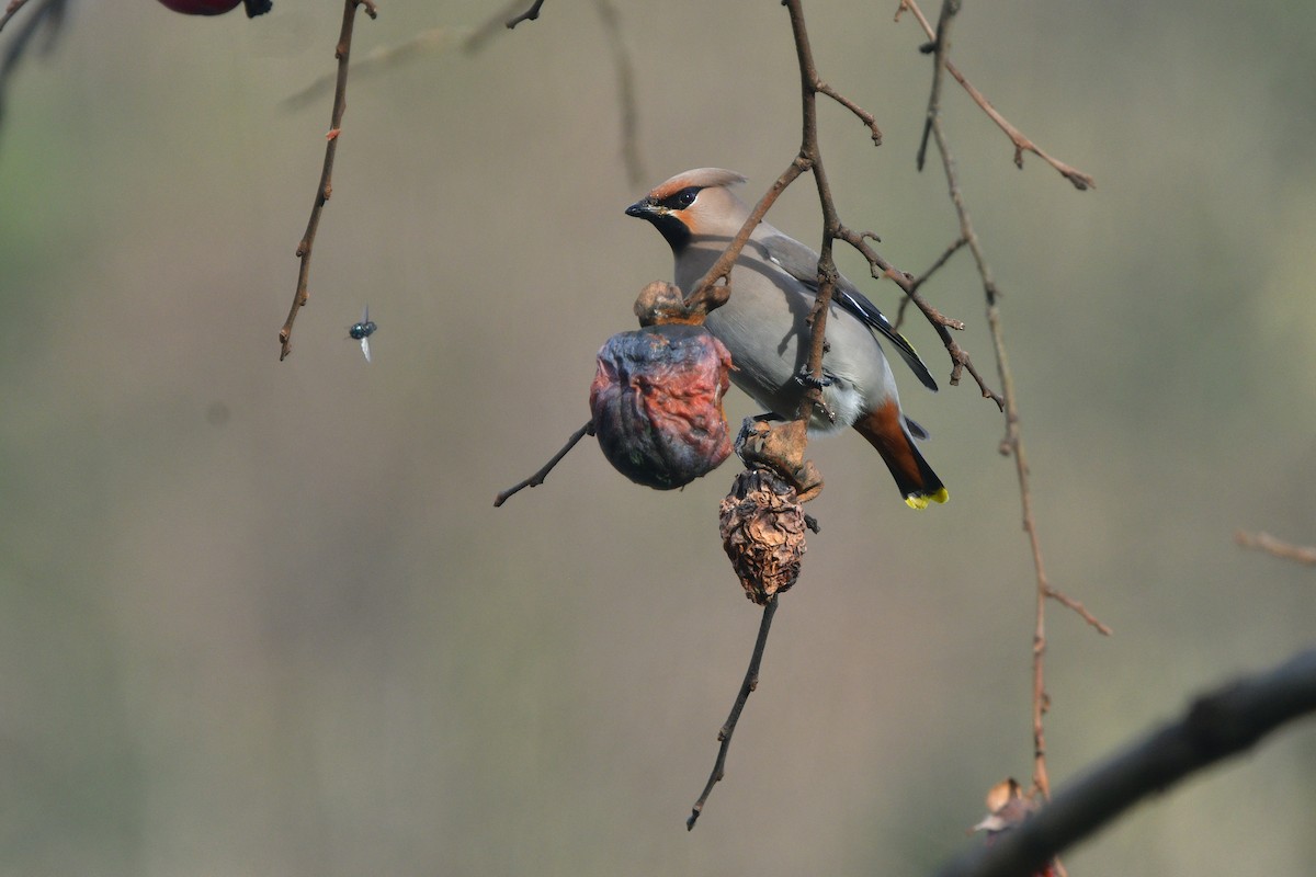 Bohemian Waxwing - ML641486604
