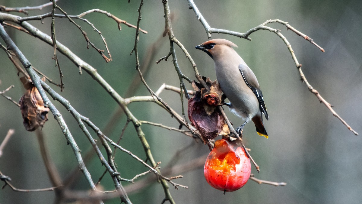 Bohemian Waxwing - ML641486605