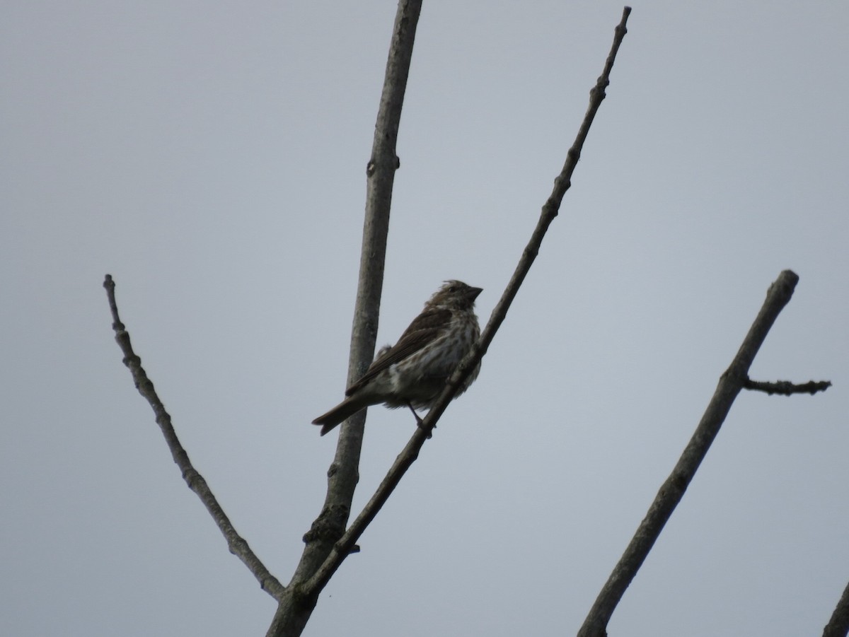 Purple Finch - ML641486635