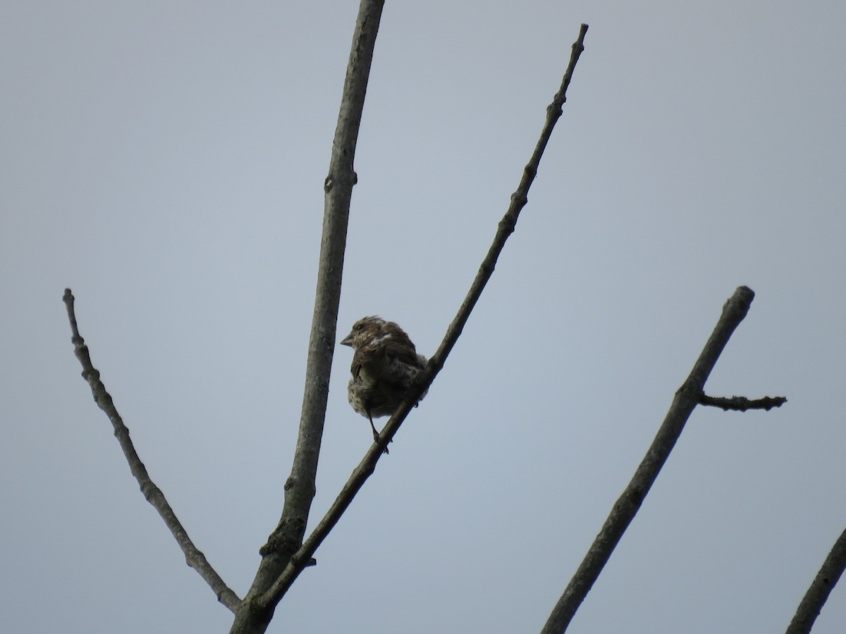Purple Finch - ML641486636