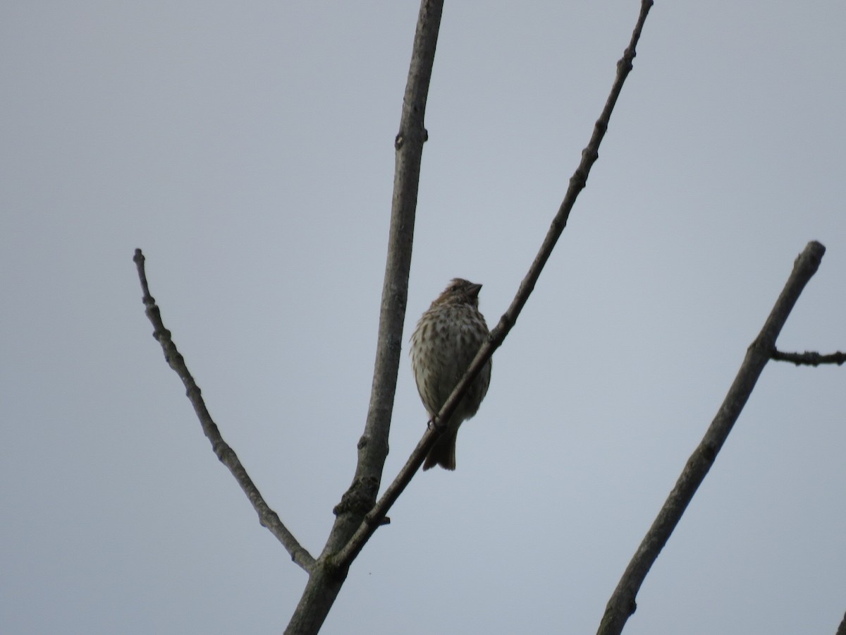 Purple Finch - ML641486637