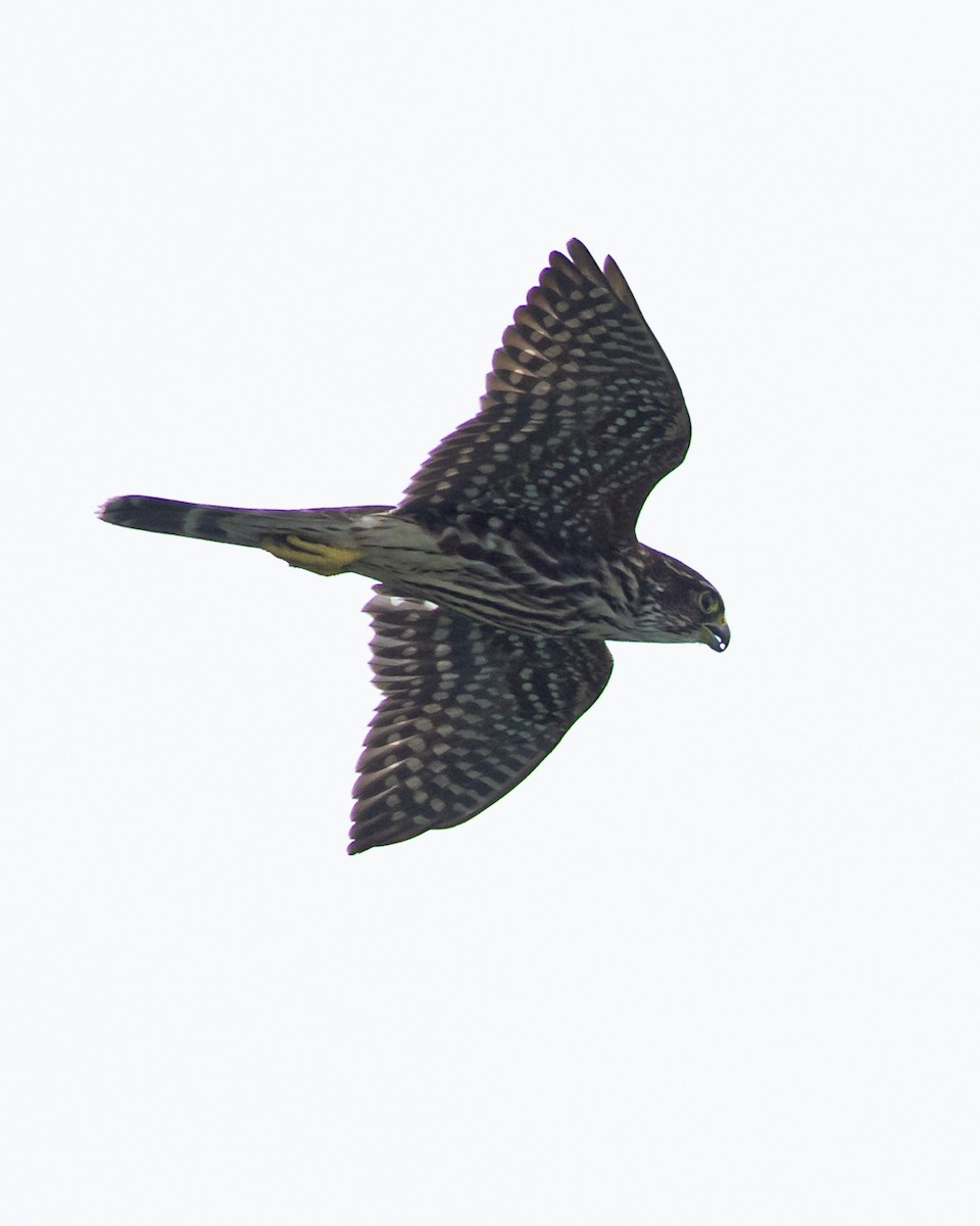 dvergfalk - ML641486644