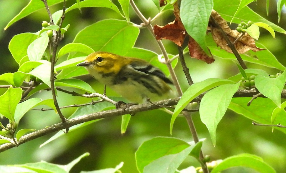Black-throated Green Warbler - ML641486650