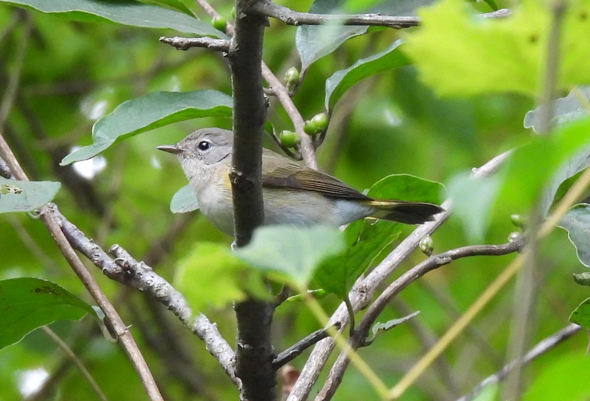 American Redstart - ML641486694
