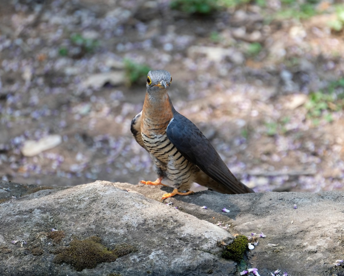 Einsiedlerkuckuck - ML641486733