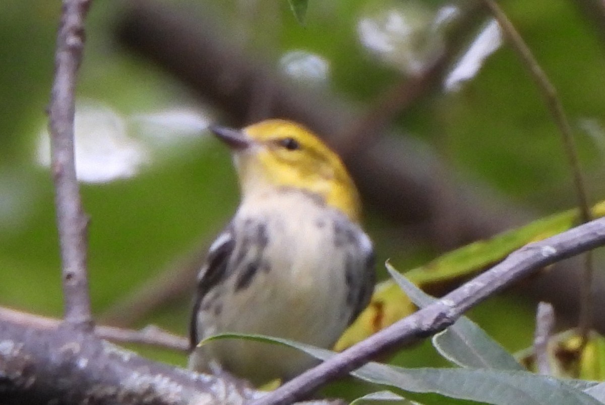 Black-throated Green Warbler - ML641486753