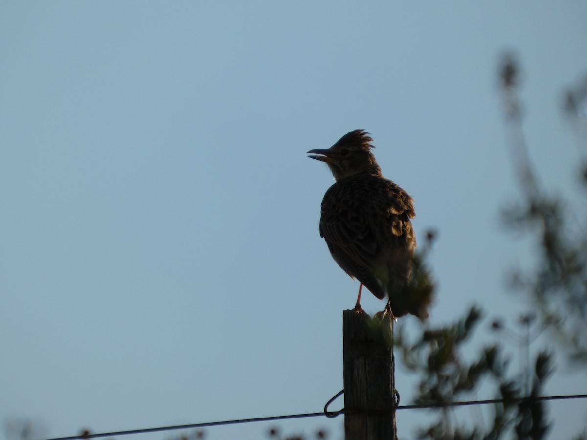 Large-billed Lark - ML641486763
