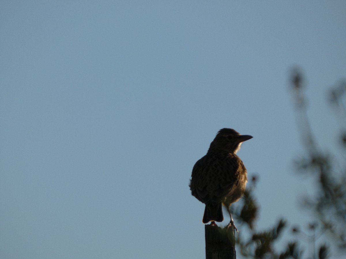Large-billed Lark - ML641486764